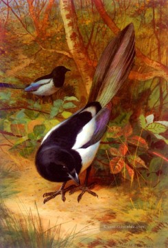 Archibald Thorburn Werke - Magpies Archibald Thorburn Vogel